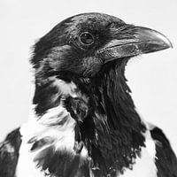 Schildrabe in Schwarz Weiss