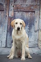 labrador hond