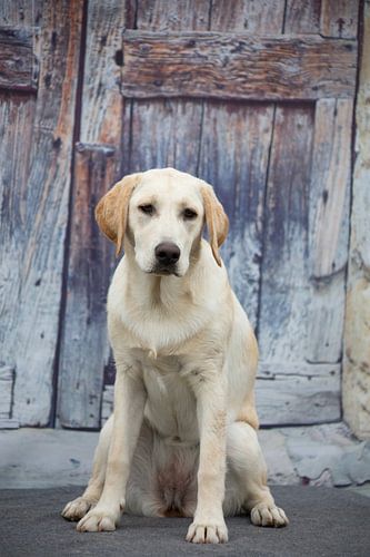 labrador hond