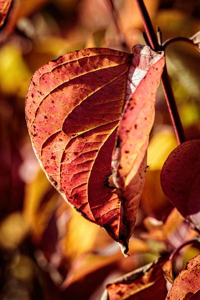Herfstkleuren van Rob Boon