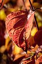 Couleurs d'automne par Rob Boon Aperçu