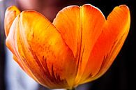 Oranje bruine tulp by Ton Boertien thumbnail