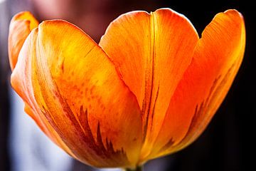 Oranje bruine tulp van Ton Boertien