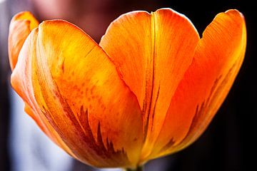 Oranje bruine tulp