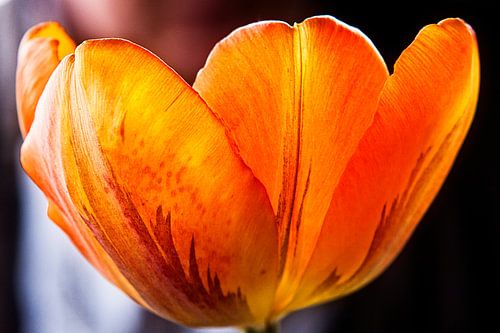 Oranje bruine tulp