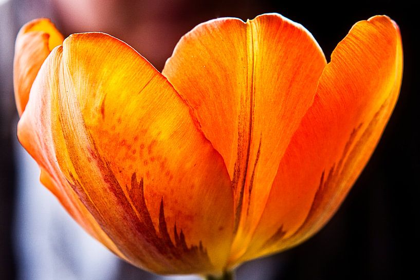 Oranje bruine tulp by Ton Boertien