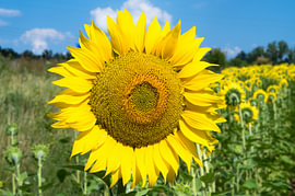 Une tête de tournesol aux couleurs vives sous un ciel bleu sur Milcho Milev