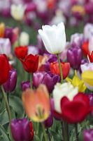 Champs de tulipes.