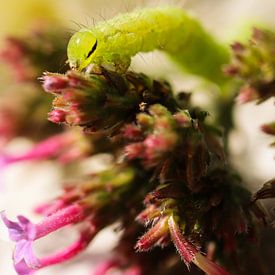 Chenille verte sur fleur rose sur Deborah de Koning