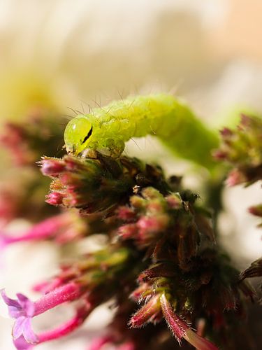 Grüne Raupe auf rosa Blume