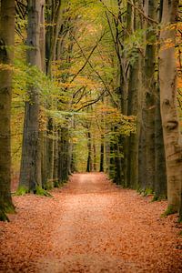 Pfad durch einen Buchenwald mit goldenen Blättern im Herbst