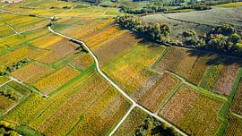 The colours of autumn in the Sancerre region (') by Alain Gaymard