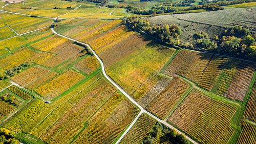 The colours of autumn in the Sancerre region (')