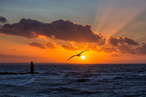 Sunset with sunbeams, bird and clouds 