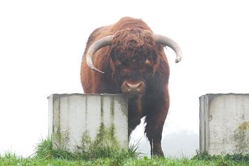Hooglander in de mist van Gonda Versteeg
