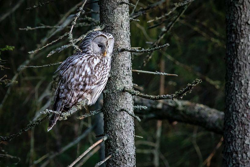 Majestic Owl by Hello Pompoyo