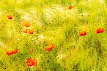 Beauty poppies in the cornfield by Dieter Walther