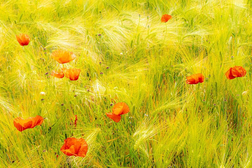 Schönheit Mohnblumen im Kornfeld von Dieter Walther