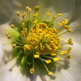 Welche Blume ist das von Mario de Lijser