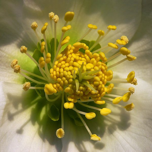 What flower is this by Mario de Lijser