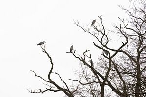 Reigers in kale boom
