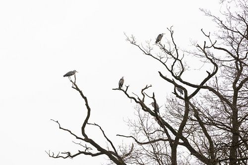 Reigers in kale boom