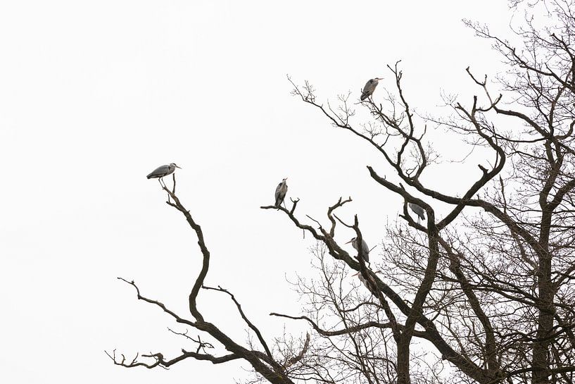 grey heron par Marijke van Eijkeren