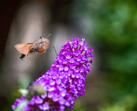 Flying hummingbird hawk moth by ManfredFotos