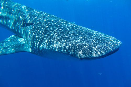 Whaleshark in Mexico