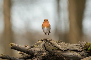 Prächtiges Rotkehlchen von Moetwil en van Dijk - Fotografie