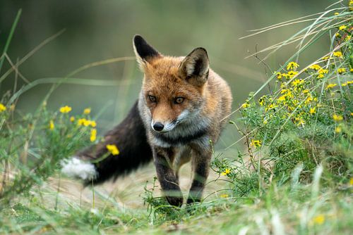 Prowling fox