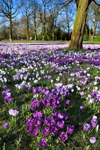 Feld mit Krokussen im März