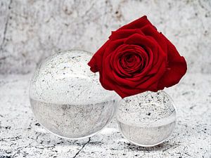 Rose rouge