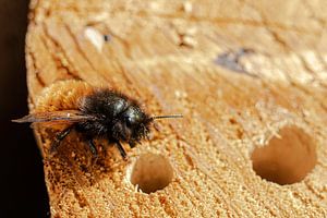 Eine Biene sitzt auf einem Insektenhotel