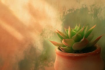 Succulent in een zacht lichtspel van Poster Art Shop