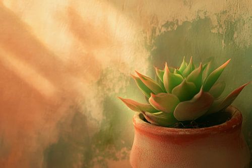 Succulent in a soft play of light