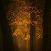 Dream forest in Autumn . Award winning  forest picture. van Saskia Dingemans