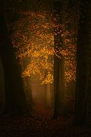 Dream forest . Boslaan in Breda.