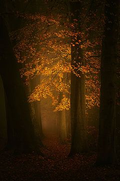 Dream forest in Autumn . Award winning  forest picture. van Saskia Dingemans Awarded Photographer
