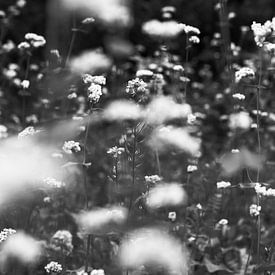 Bloemenveld in zwart wit van Juul Vullings