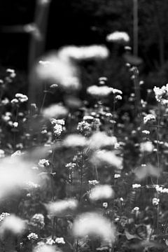Bloemenveld in zwart wit van Juul Vullings