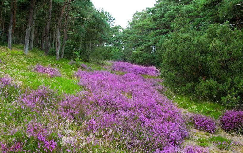 Heather landscape by Bo Valentino