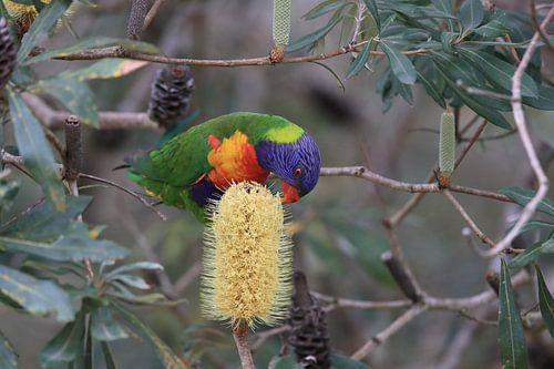 Regenboogparkiet, Queensland, Australië