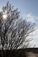 Sonnenstrahlen zwischen Ästen am Strand von Breskens
