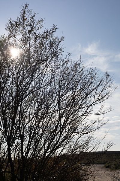 Sunbeams between branches on Breskens beach by Nicolette Suijkerbuijk