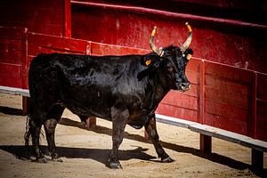 Stier
