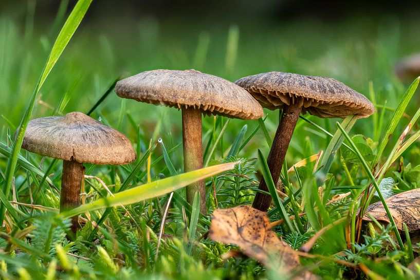 Kleine braune Lamellenpilze von Hans-Jürgen Janda