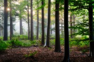 Breda Liesbos im Nebel