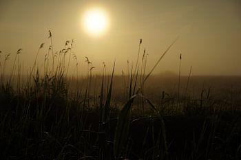 sunrice in the Onlanden 2