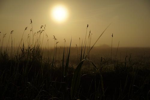 sunrice in the Onlanden 2